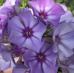 Vij IMG_2219
